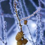 Зима, шишки, иней